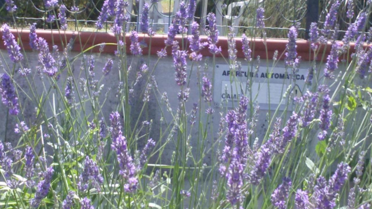 سينغولي Amor Di Lavanda الغرفة الصورة